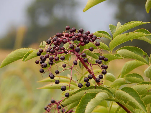 The Benefits of Elderberry: A Natural Boost for Your Health